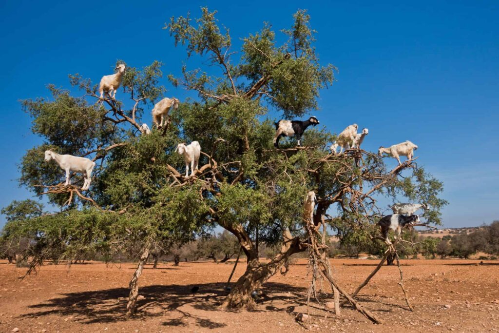 momento migliore per visitare il Marocco